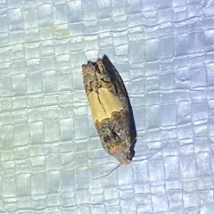 Glenn's Epiblema thumbnail 2