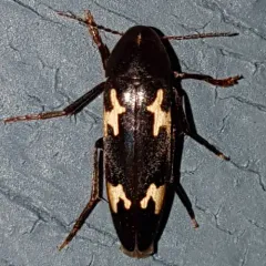 Blurry-spotted False Darkling Beetle thumbnail 3
