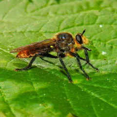 Laphria vultur thumbnail 3