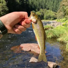 Coastal Cutthroat Trout thumbnail 4