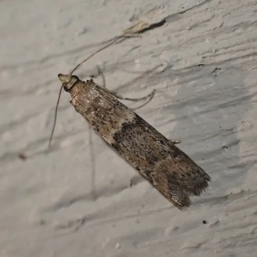 Dusky Raisin Moth