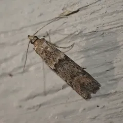 Dusky Raisin Moth thumbnail 1