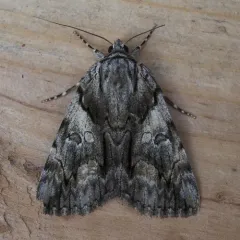 Charming Underwing thumbnail 4