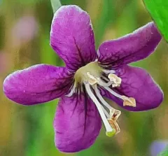 Chinese teaplant thumbnail 2
