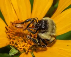 Antherophagus ochraceus thumbnail 2