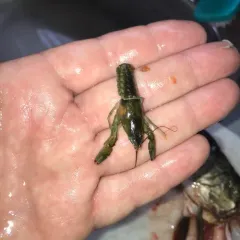 Northern Clearwater Crayfish thumbnail 5