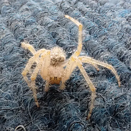 Barn Orbweaver