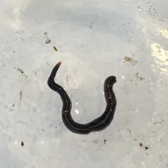 Blue Garden Flatworm thumbnail 2