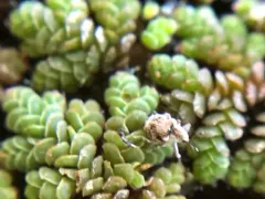 Azolla Weevil thumbnail 2