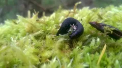 Mottled Taildropper thumbnail 2