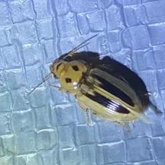 Lined Stenolophus thumbnail 4