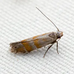 Orange Stripe-backed Moth thumbnail 3