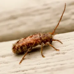 Tomentous Longhorned Beetle thumbnail 3