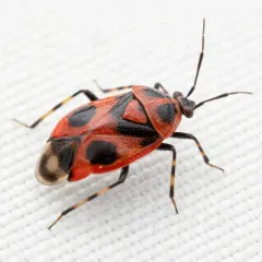 Red Smartweed Miridae thumbnail 3