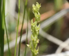 bog adder's-mouth orchid thumbnail 4