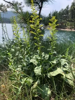 Pale Showy Goldenrod thumbnail 3