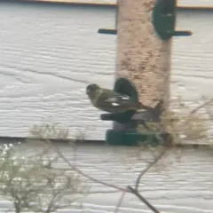 Lesser Goldfinch thumbnail 4