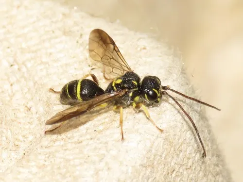 Taeniogonalos gundlachii