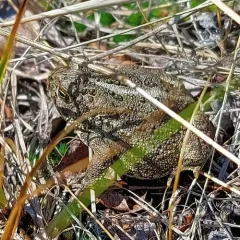 Canadian Toad thumbnail 2