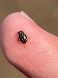 Nebrioporus macronychus thumbnail 2