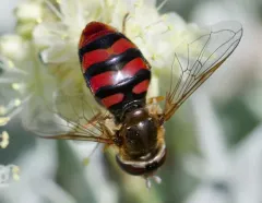 Red-tailed Aphideater thumbnail 3