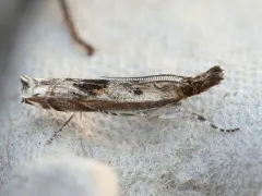 Prionapteryx achatina thumbnail 3