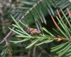 Boreal Spittlebug thumbnail 3