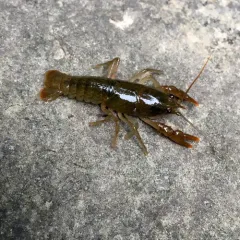 Eastern Crayfish thumbnail 3