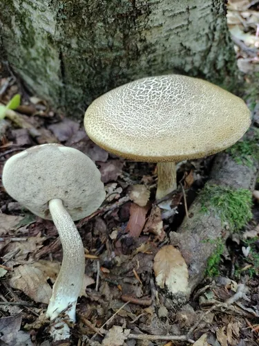 Leccinellum albellum