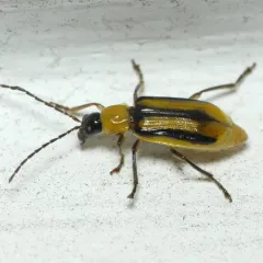 Western Corn Rootworm thumbnail 2
