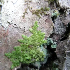 Flat-leaved Scalewort thumbnail 3
