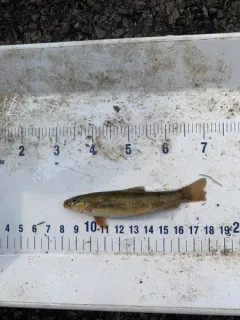 Plains Sucker thumbnail 2