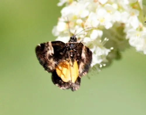 Annaphila miona