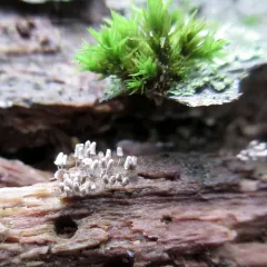 White Carnival Candy Slime Mold thumbnail 3