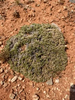 Mat Prickly Phlox thumbnail 3