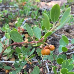 Pinemat Manzanita thumbnail 3
