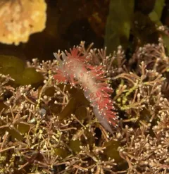 Red-gilled Nudibranch thumbnail 3