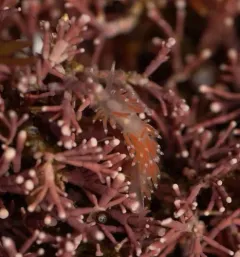 Red-fingered Coryphella thumbnail 3