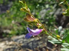 Short Stalk Penstemon thumbnail 3