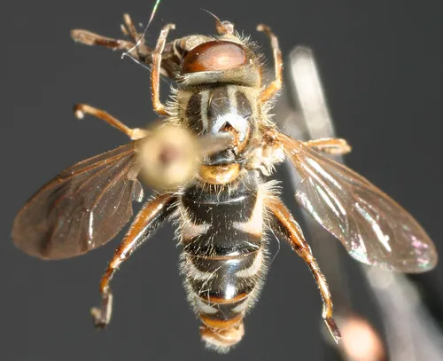 Smooth-legged Swamp Fly