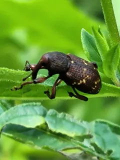 Purple Loosestrife Root Borer thumbnail 4