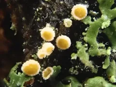 Parachnopeziza miniopsis thumbnail 1