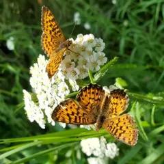 Arctic Fritillary thumbnail 3