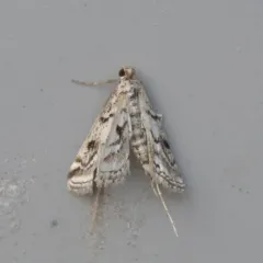 Watermilfoil Leafcutter Moth thumbnail 4