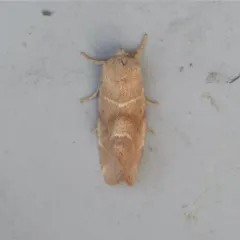 American Dun-bar Moth thumbnail 4