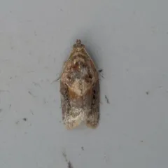 Red-banded Leafroller Moth thumbnail 4