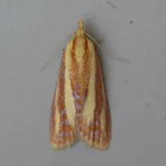 Three-streaked Sparganothis Moth thumbnail 2