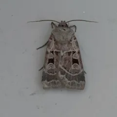 Feltia mollis thumbnail 3