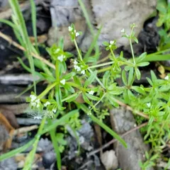 Stiff Marsh Bedstraw thumbnail 3