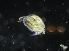 Brownstriped Beaked Waterflea thumbnail 3